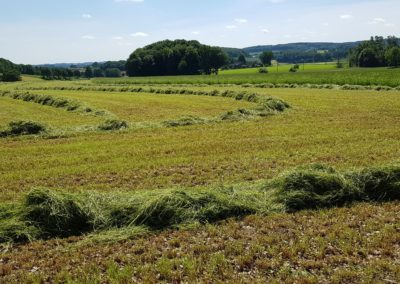 Wasserzeichen - Beispiel